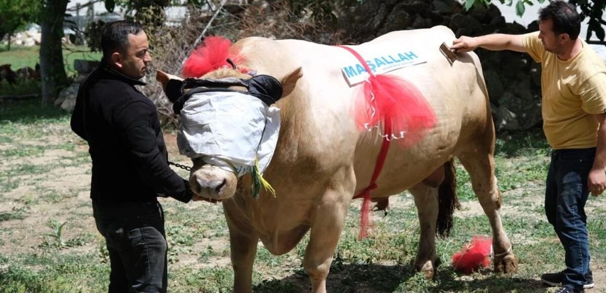 İki tonluk tosunun fiyatı dudak uçuklattı! Araba değerindeki 'Fırtına'yı alana koç hediye