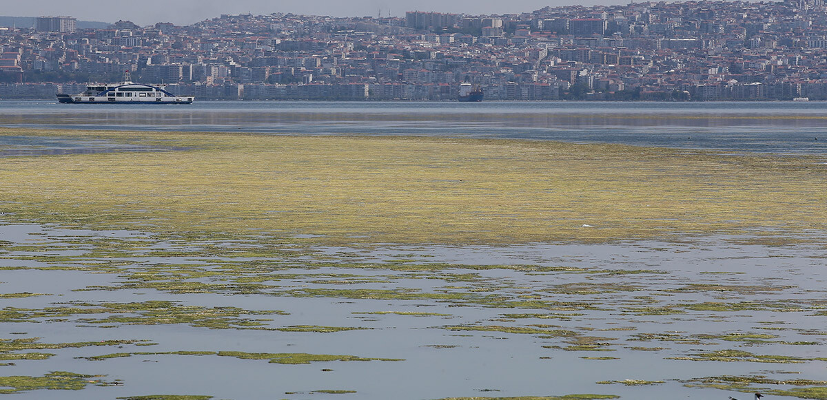 İzmir kıyılarını kapladı: Yine yosun istilası