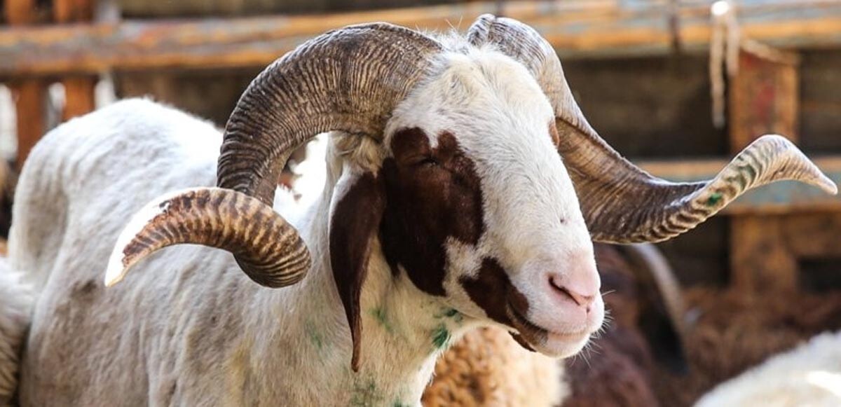 Rüyada başkasının kurbanını görmek ne anlama gelir? Rüyada kurban görmenin anlamı