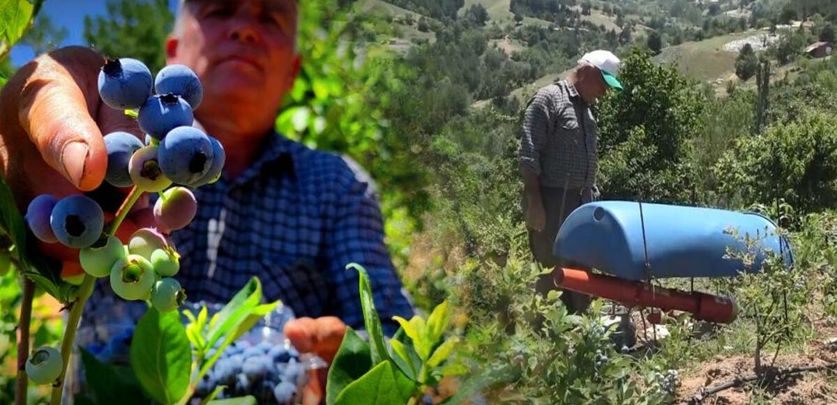 Kilosu 100 liraya çıkan yaban mersinini korumak için ilginç yöntem geliştirdi!