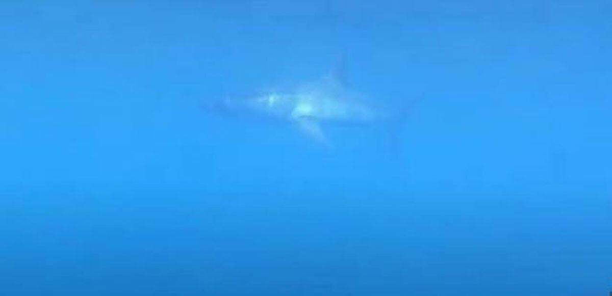 Akdeniz&#039;de köpekbalığı paniği! Hem en ölümcüllerden hem de en hızlısı