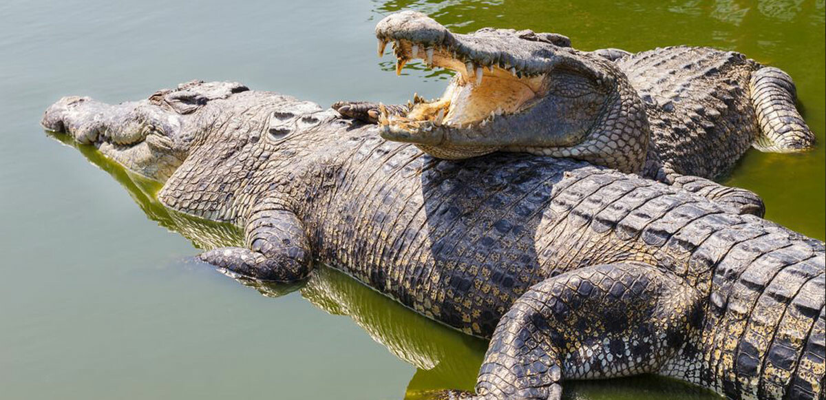 Florida&#039;da yine timsah dehşeti: Yaşlı kadın ayağı kayıp nehre düşünce paramparça oldu