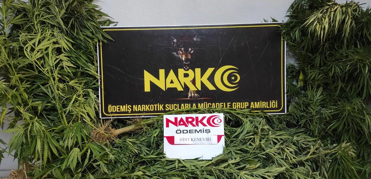 Dronlarla uyuşturucu operasyonu: Hint kenevirleri tesit edildi