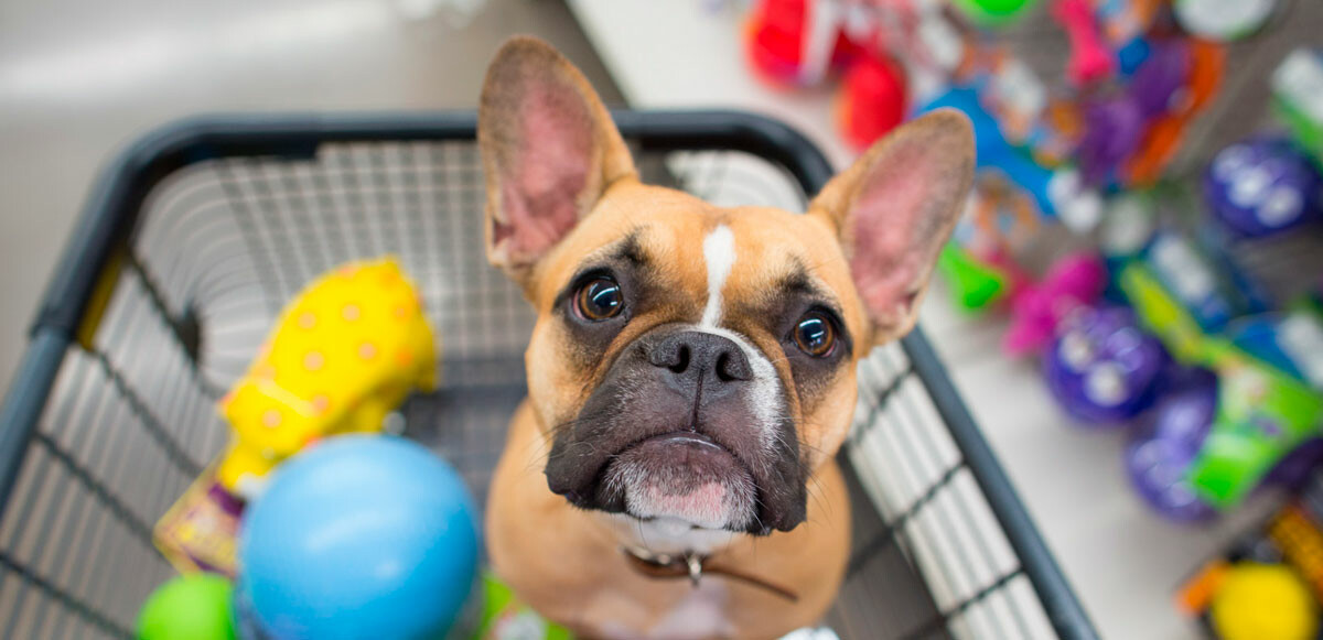 Petshoplar Kasaplar Odası’na bağlandı! Federasyon Başkanı’ndan ilk açıklama: Bunlar da hayvan olduğu için…