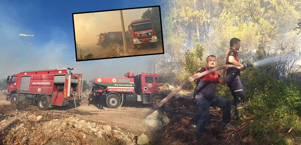 Son dakika! Milas&#039;ta orman yangını: Ekipler seferber oldu, kontrol altına alındı