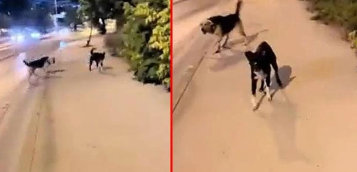 Sivaslı genç, saldırgan köpeklerden onların havlayarak kurtuldu