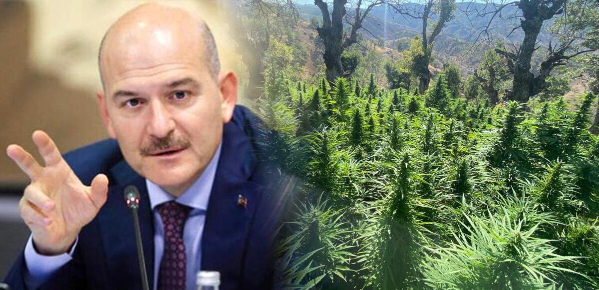 Son dakika! Bakan Soylu &#039;Narkoteröre bir darbe daha&#039; diyerek duyurdu 3 milyondan fazla kök kenevir ele geçirildi