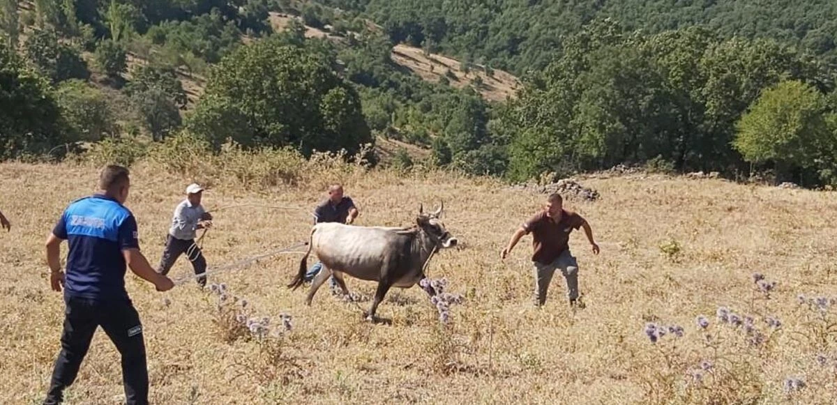 Kurbanda kaçtı, şimdi yakalandı: Firari dananın 25 kilometrelik macerası