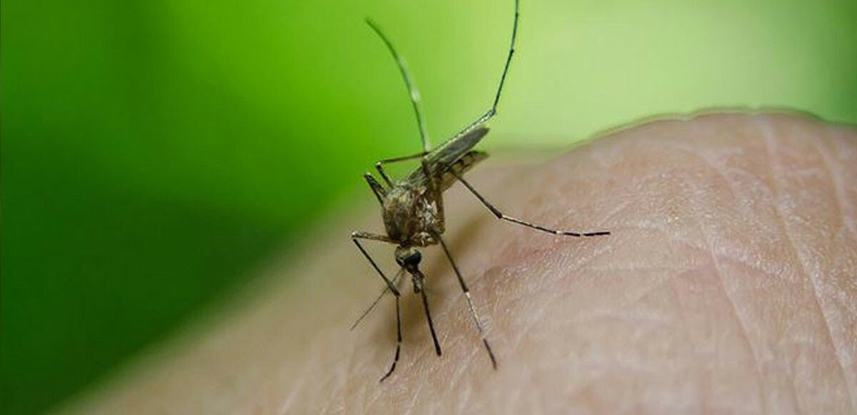Avrupa&#039;da Batı Nil Virüsü paniği! Sivrisinekler yayıyor İtalya&#039;da vakalar artıyor