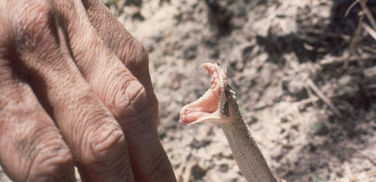 Ne olduğunu anlamadı, bir anda saldırdı! Yılanın soktuğu kadın hastanelik oldu
