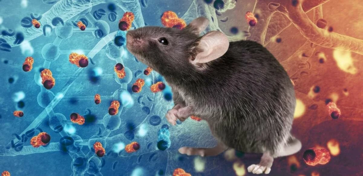 Bu virüsün kaynağı da Çin! Bu defa farelerden geliyor: Langya henipavirus (LayV)