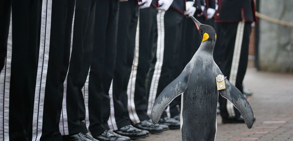 Penguen tarafından teftiş edilen Kral Muhafızlarını partide yaptıkları yaktı kovuluyorlar!