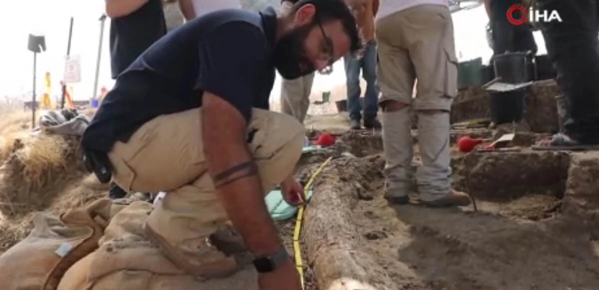 Şimdiye kadar bulunan en büyük fosil diş: Tam 500 bin yıllık ve 2,5 metre uzunluğunda