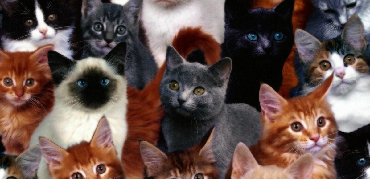 Kedi türleri ve özellikleri