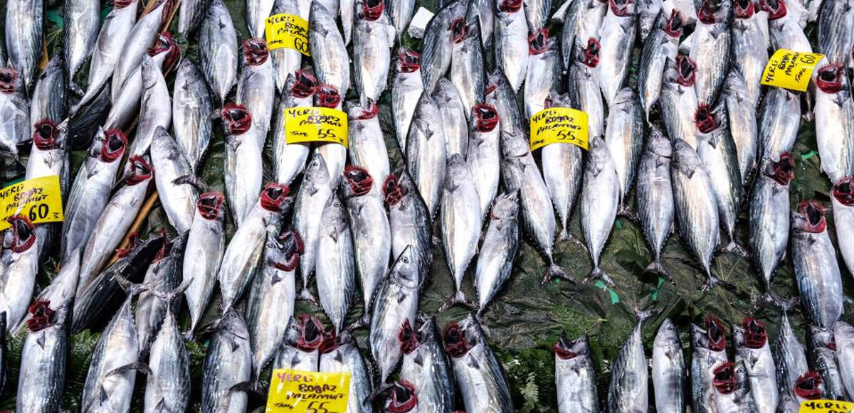 İstanbul’da tezgahlarda palamut bolluğu: Fiyatlar yarı yarıya düştü