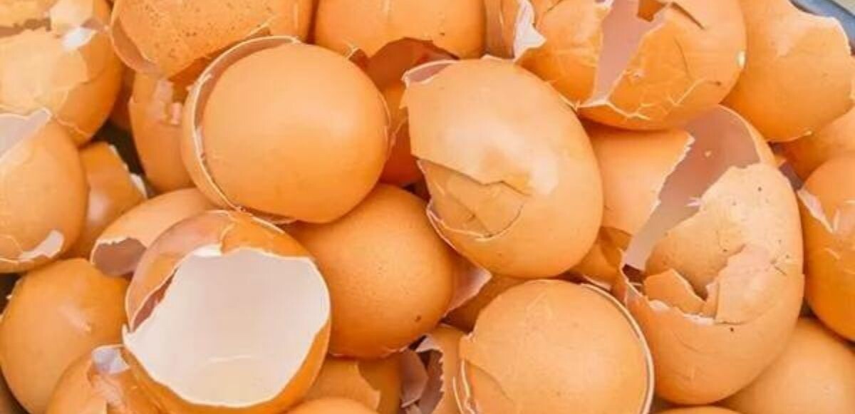 Birazdan okuyacaklarınızdan sonra yumurta kabuklarını asla çöpe atmayacaksınız: Hem sağlığınızı hem mutfağınızı uçuruyor