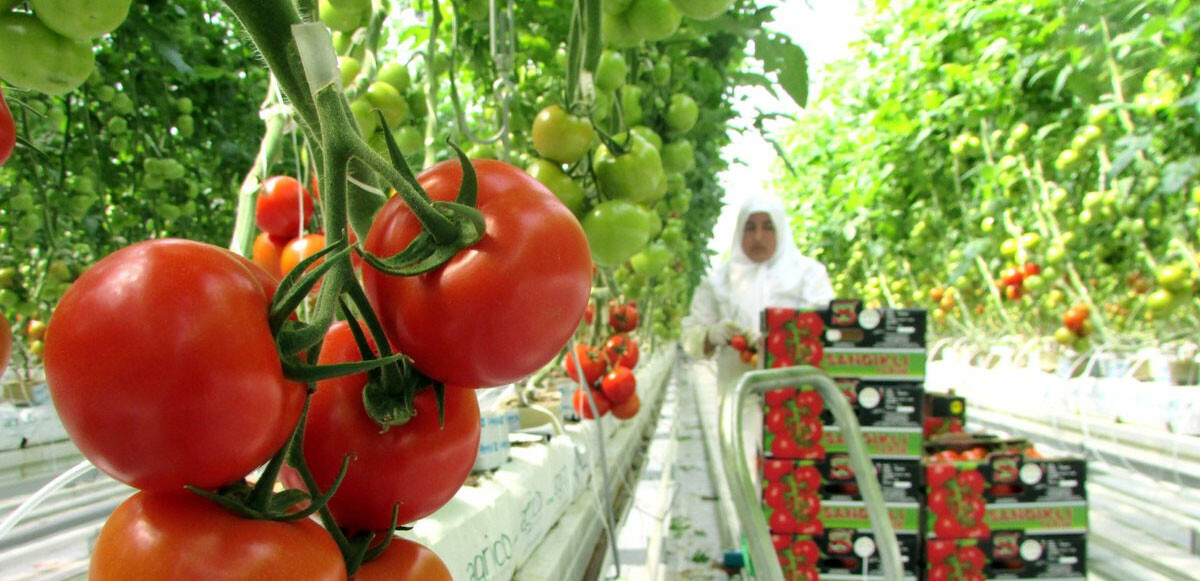 Enerji krizi sonrasında talepler adeta patladı! Avrupa’yı bu sene biz doyuracağız