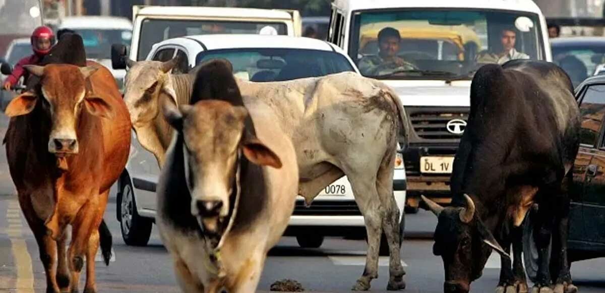 Hindistan'da hükümet sözünü tutmadı, protesto amacıyla binlerce sığır sokağa salındı