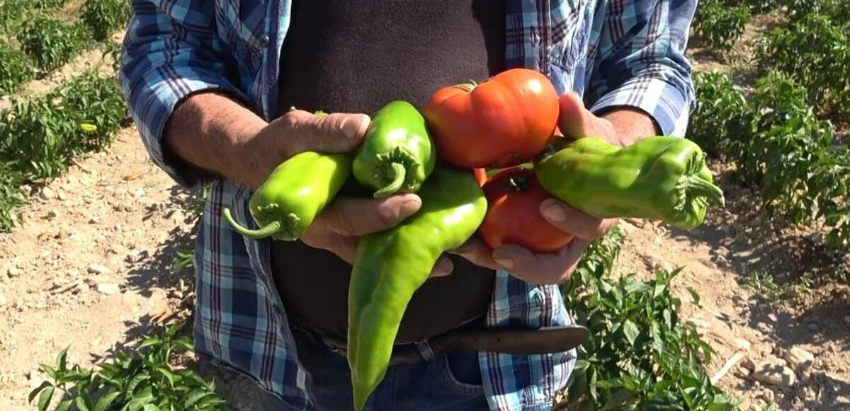 Marketlere kızdı tarlasını halka açtı, fiyatları duyan vatandaş çiftçinin yanına koştu