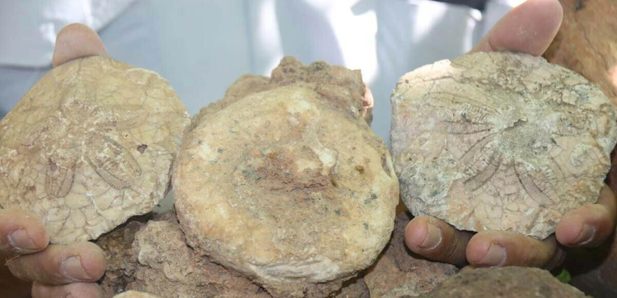 Evinin dört bir yanından tarih fışkırıyor: Bahçesini 350 milyon yıllık fosillerle doldurdu