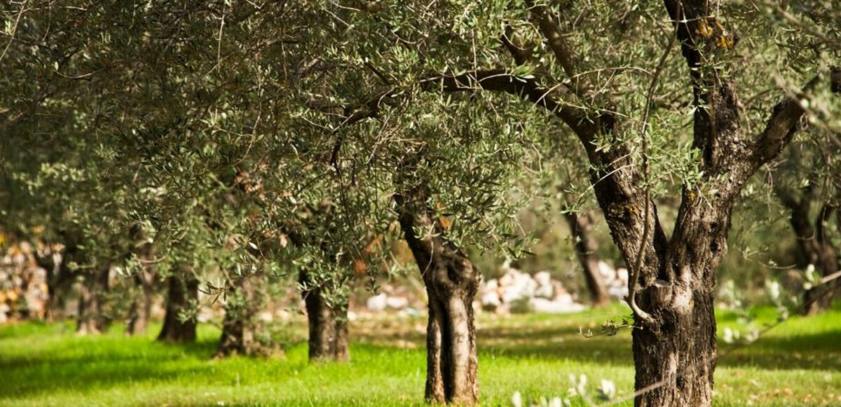 Zeytin Yasasında düzenleme ne getiriyor?