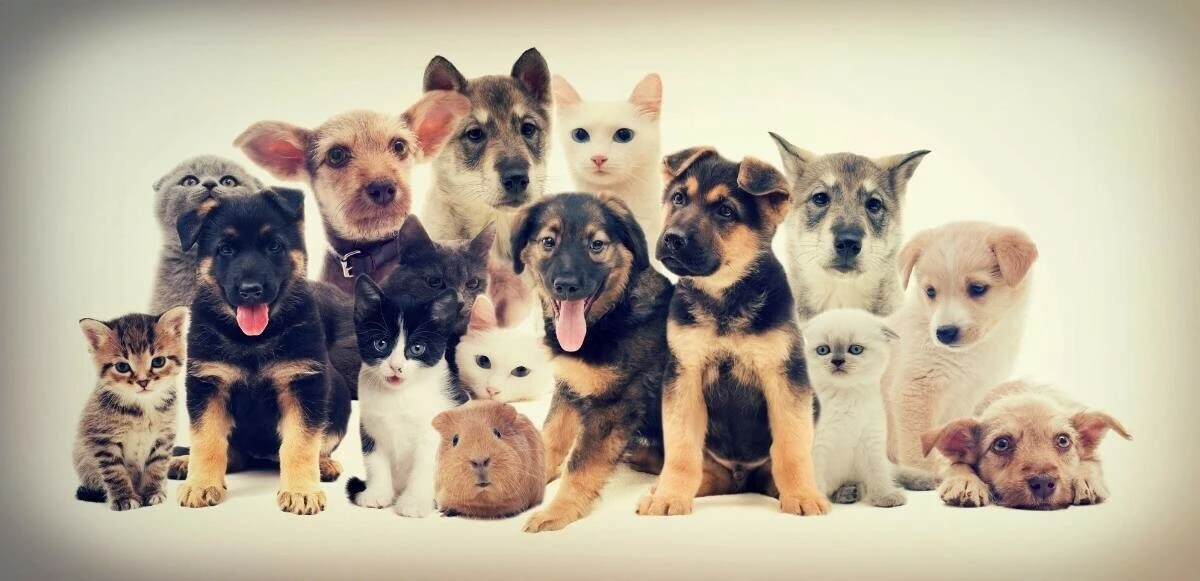 Evinde hayvan besleyenler dikkat! Mikroçip uygulanmadığı takdirde 1.634 TL ceza verilecek... Evde bakılan kediler, köpekler ve gelinciklere mikroçip uygulaması