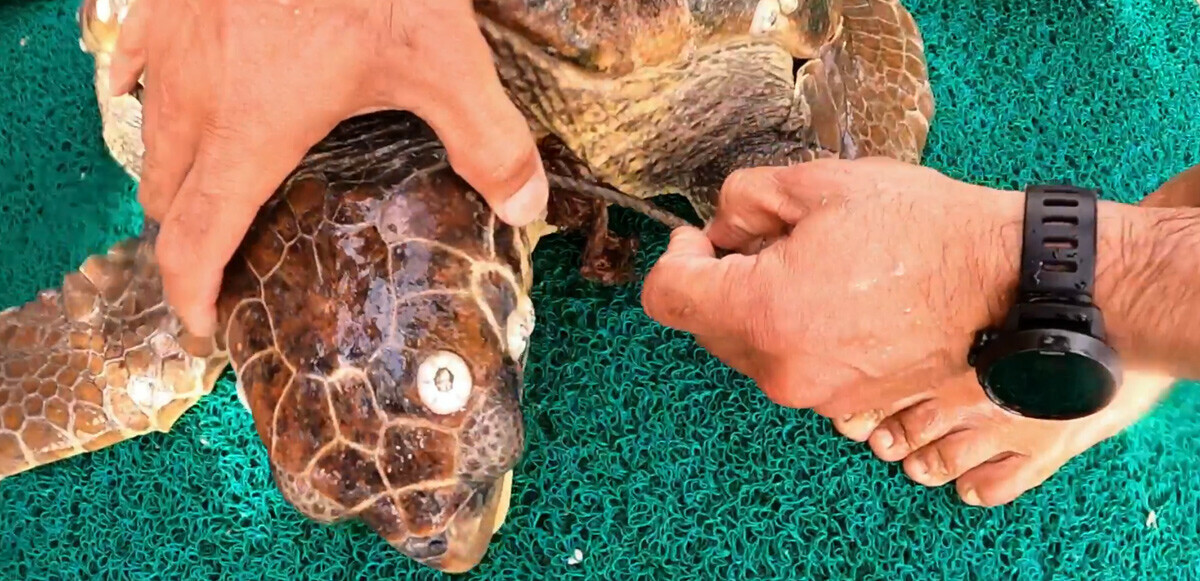 Şamandıra halatına takılan Caretta İstanbul Akvaryum Dalgıçları tarafından kurtarıldı