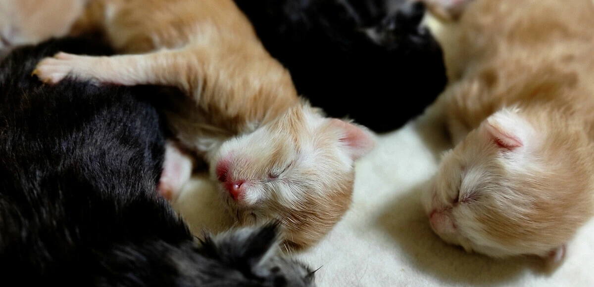 Dünyanın en büyük evcil ırkı! Türkiye’de nadir var: Maine Coon cinsi kedi herkesi şaşırttı