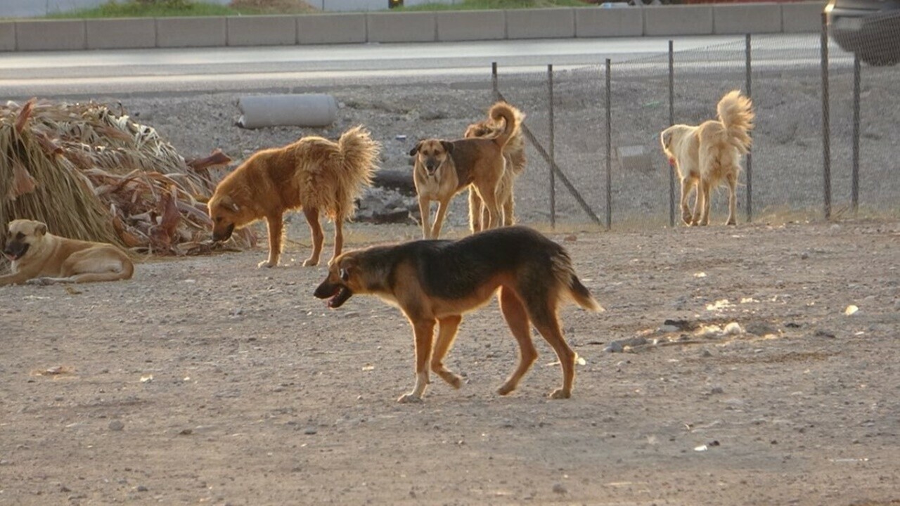 Belediye başkanı sokak köpeklerinin başına ödül koydu! Tepki gelince böyle geri adım attı