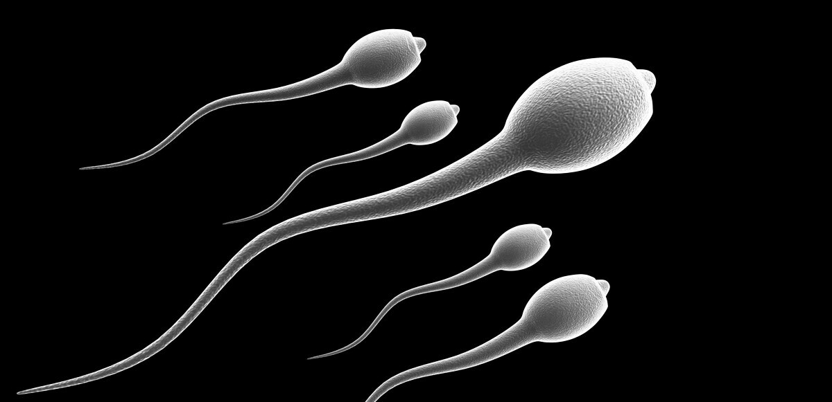 İnsan nesli tehlikede mi? Çarpıcı araştırma: Sperm sayısı yüzde 50 düştü 