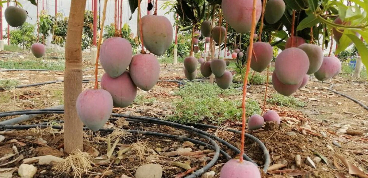 Tohumunu bulan bahçesine koşacak! Tek ağaçtan 190 bin TL gelir