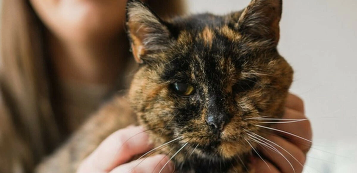 Dünyanın en yaşlı kedisi Flossie, Guinness’e girdi