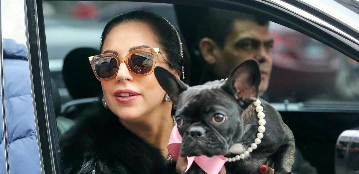 Lady Gaga&#039;nın köpeklerini kaçıranlar 21 yıl hapis cezasına çarptırıldı!