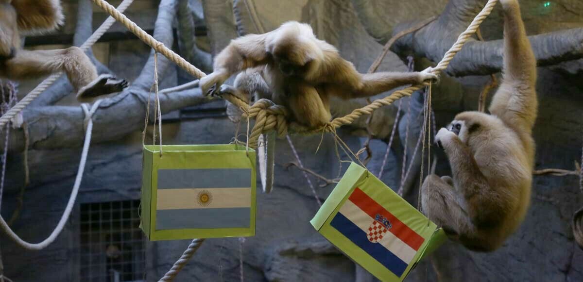 &#039;Kuracı maymun Kent&#039; Arjantin-Hırvatistan maçının galibini seçti
