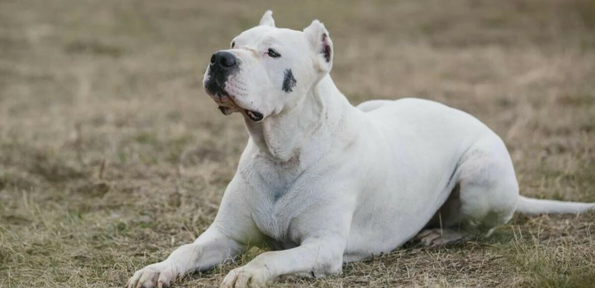 Köpeği kaçıramayınca sahibinin kardeşini kaçırdı takas teklif etti!