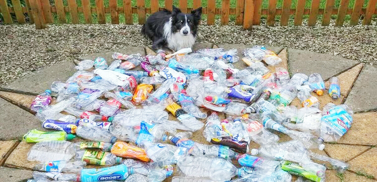 İnsanlardan daha çevreci! Köpek Scruff 1.000 adet plastik şişe topladı, görenler hayrete düştü