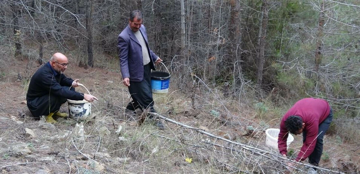 Ormanın derinliklerinden 'bereket' fışkırdı, kovasını alan yollara düştü