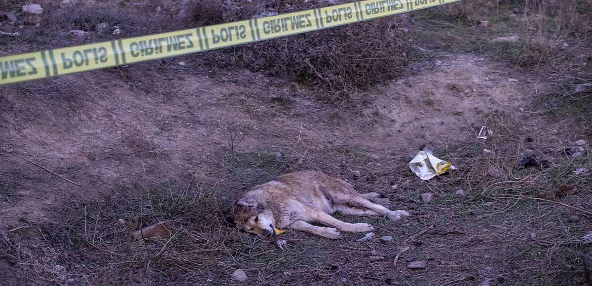 Ankara&#039;da köpek katliamı! Tüfekle vurarak gözlerini oydular