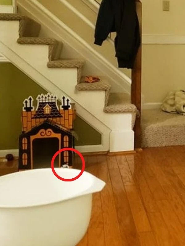 Pürdikkat zeka testi: İnsanların sadece yüzde 2'si odadaki iki kediyi 12 saniyede buluyor!