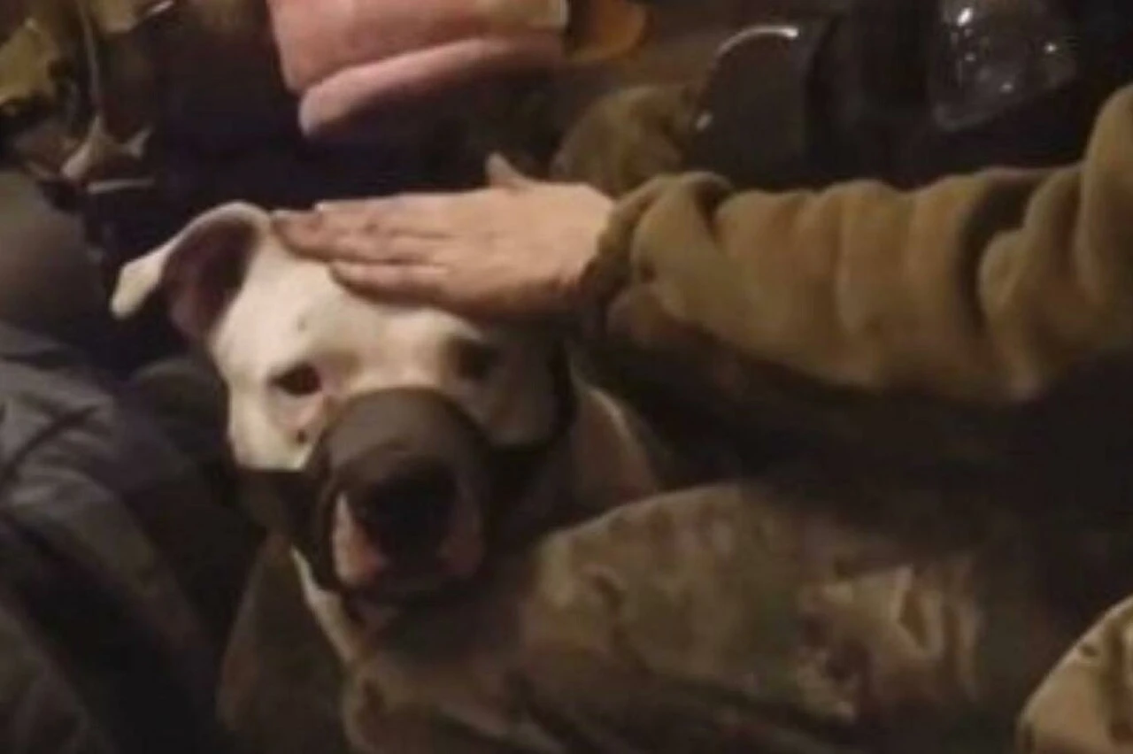 Azovstal'dan alınıp Kadirov'a götürülen pitbull da Ukrayna'ya iade edildi!  82 Rus askerine karşılık 140 Ukraynalı