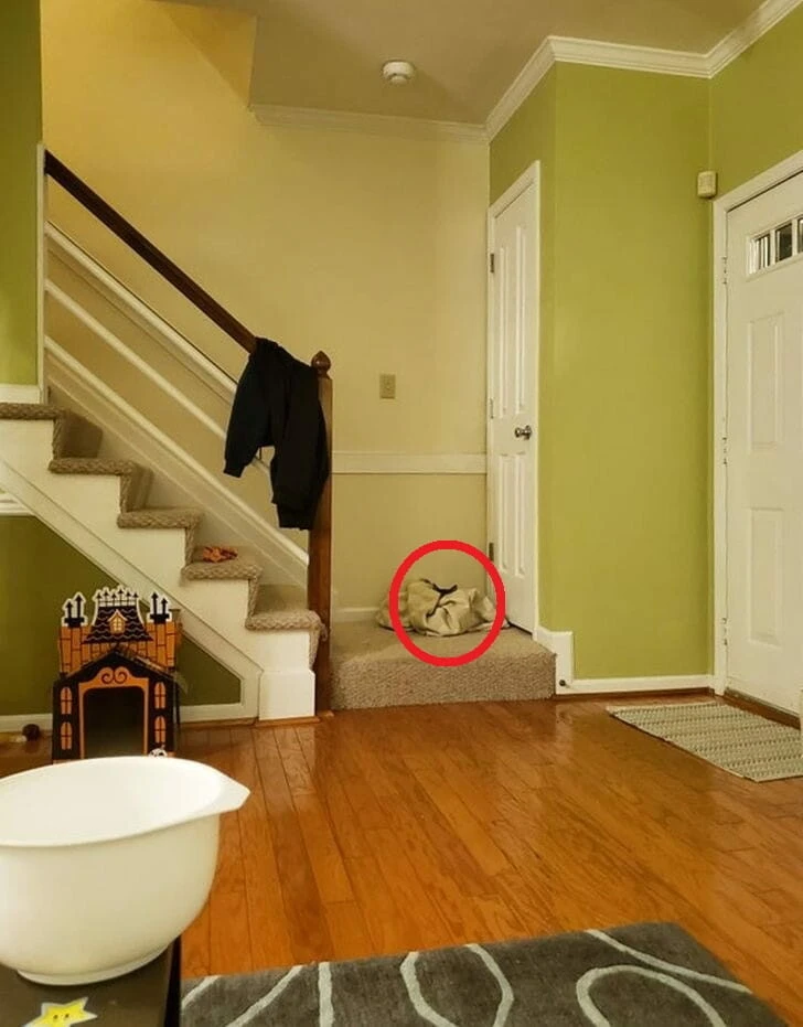 Pürdikkat zeka testi: İnsanların sadece yüzde 2'si odadaki iki kediyi 12 saniyede buluyor!