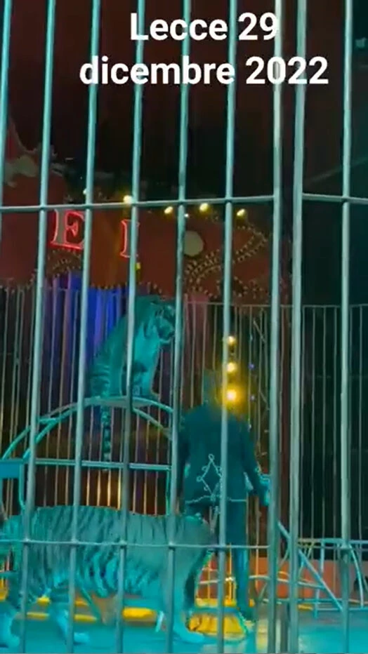 Hayvanlı sirkte kaplan dehşeti: Bakıcısına sinsice saldırdı o anlar kayıtlara geçti