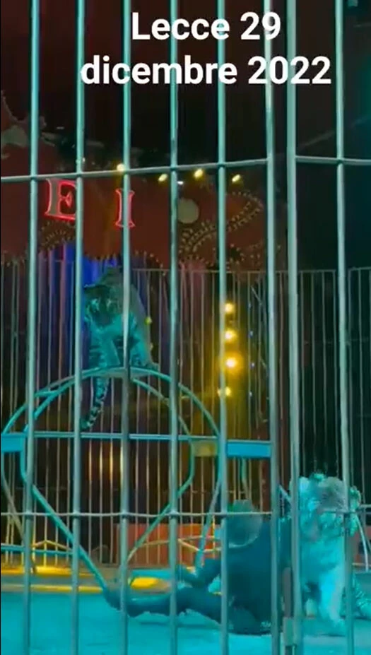 Hayvanlı sirkte kaplan dehşeti: Bakıcısına sinsice saldırdı o anlar kayıtlara geçti