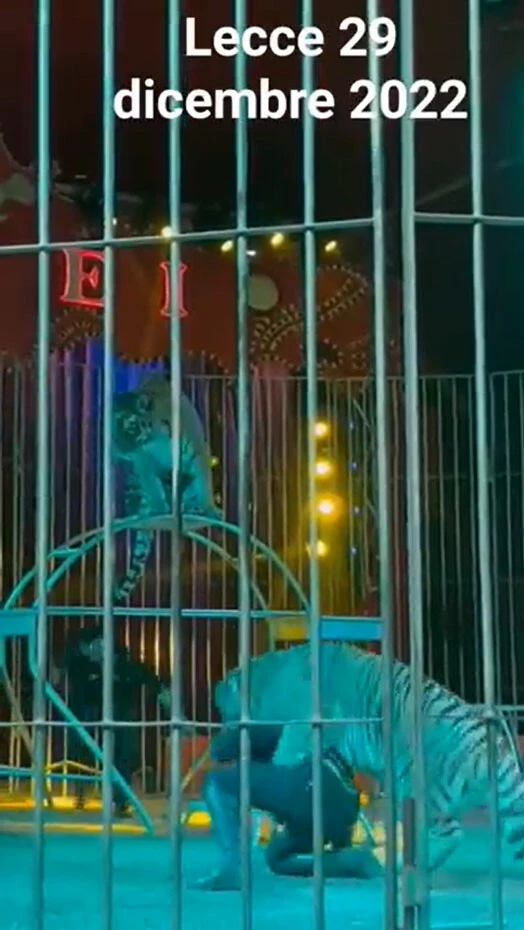 Hayvanlı sirkte kaplan dehşeti: Bakıcısına sinsice saldırdı o anlar kayıtlara geçti