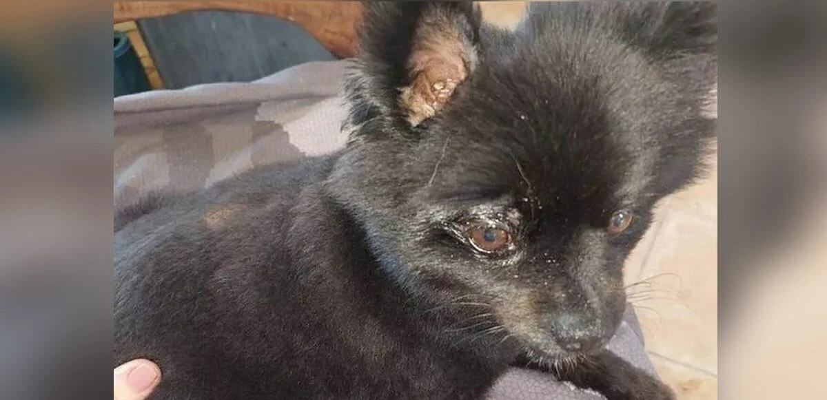 Köpeğiyle çıktığı gezide az kalsın dehşeti yaşıyordu! 3 metrelik piton yılanına canlı yem olacaktı