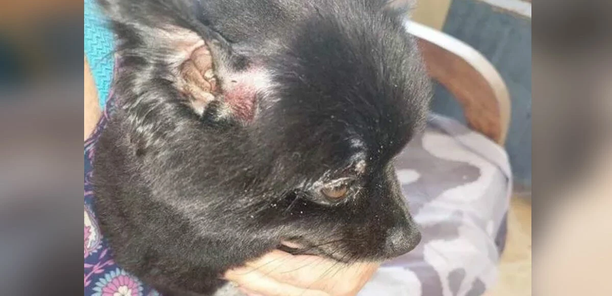 Köpeğiyle çıktığı gezide az kalsın dehşeti yaşıyordu! 3 metrelik piton yılanına canlı yem olacaktı