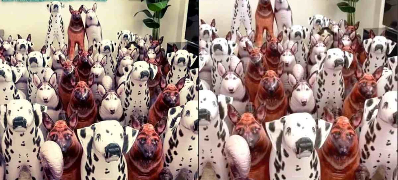 Optik İllüzyon: 15 saniyede gerçek köpeği bulan dünya nüfusunun %80’inden daha zeki!