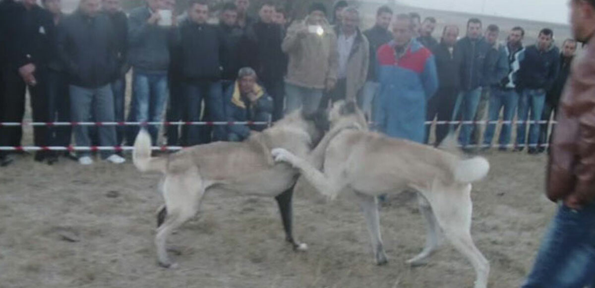 Ankara'da köpek dövüştürdüler! 31 kişi gözaltına alındı