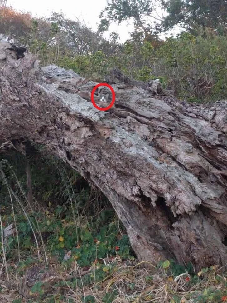 İşte zekanızın farkını ortaya çıkaran en iyi optik illüzyon! 180 kişiden sadece 2’si kediyi 7 saniyede bulabildi