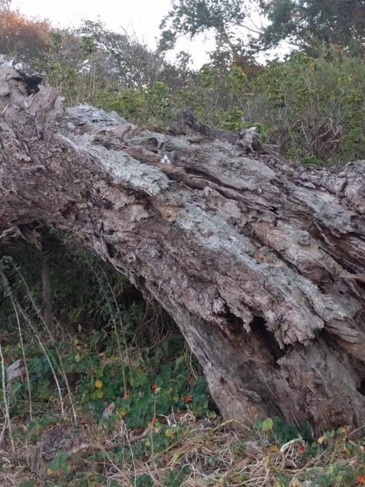 İşte zekanızın farkını ortaya çıkaran en iyi optik illüzyon! 180 kişiden sadece 2’si kediyi 7 saniyede bulabildi